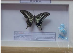 昆虫生活史标本 昆虫生活史标本
